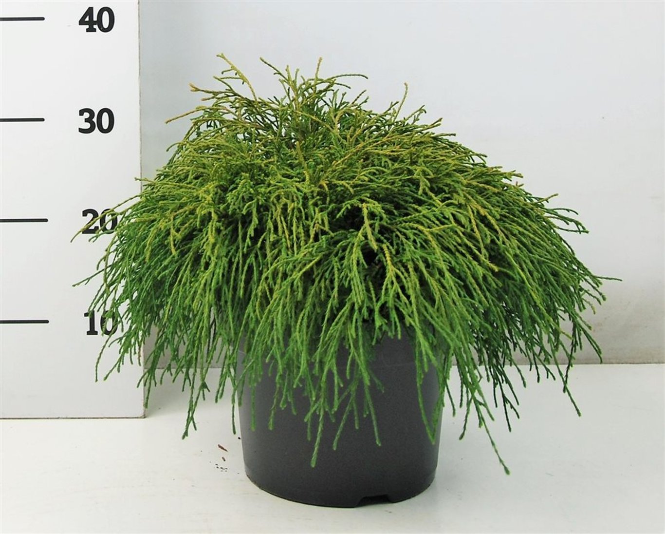 Ädelcypress – Chamaecyparis pisifera 'Filifera Nana' - C5 30-40 cm.